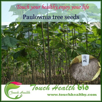 Touchhealthy supply Chinease best paulownia elongata seeds with certificate for sale